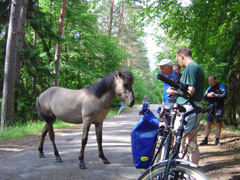 WAMA Tour Polen Pferd