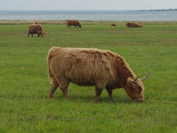 Ein Büffel grast im Baltikum Bild WAMA-Tour